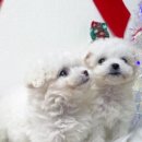 멍군애견 이미지