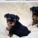 쫄랑쫄랑 이미지