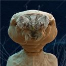 LARVA 네이버블로그