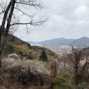 일신매화 이미지