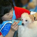 국제애견 이미지