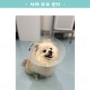 호박동물병원