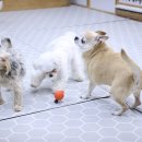 신나는 수학놀이 | 일산 반려견유치원 강아지유치원 퍼피스프링 일산점, 월요일은 최고최고로 신나는 날