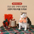 슈가펫살롱 | 두번은 안 갈 세텍12월 궁디팡팡 캣페스타 후기