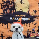 밀리아 펫살롱 이미지