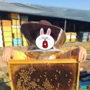 허니농장 이미지