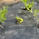 카페융가비 이미지