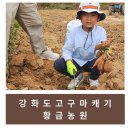 강화도황금농원 | [강화/내돈내산] 고구마캐기 '강화도 황금농원'