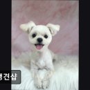 견생견샵 네이버블로그
