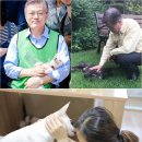 파트라슈 이미지