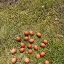 농업회사법인주식회사 자연과전남 이미지