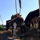 레몬비 양문점 | 제주도 나 혼자 3박4일 뚜벅이 후기 (혼자여행, 혼여, 맛집, 카페 방문, 경비, 버스, 택시 이용)