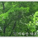 산약초 동의보감 이미지