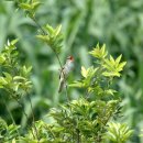 산새소리 이미지