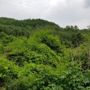 삼화리 이미지