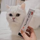 선덴탈 | 참 후코덴탈 겔, 치주질환 고양이 사용 시 참고사항