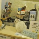 냥이와 양이 이미지