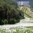 모여라 댕댕 이미지