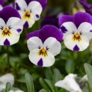 인경이네 이미지