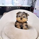 바나개 강아지 고양이 마포점 이미지