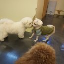 은봉애견 이미지