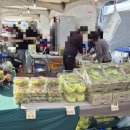 거제스포츠파크 제2구장 | 2025년 19회 거제 섬꽃축제 후기 주차 꿀팁