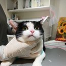 예뻐질고양 이미지