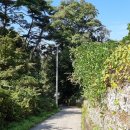 치악산둘레길 9코스 자작나무길 이미지