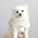 냥냥이네 이미지