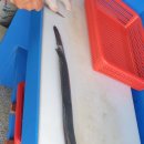 신창바다장어 이미지