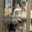 월 스트리트 애견유치원 이미지