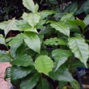 강릉커피박물관 이미지