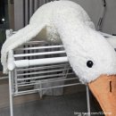 대왕세탁소 | [상품 리뷰] 이불 세탁망(무형광 세탁망)으로 대왕 오리 인형 세탁해 본 솔직 후기!