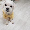오공이 Daum카페