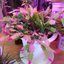 올림픽주유소(셀프) 이미지