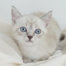 My Love Cat(마이러브캣) 이미지