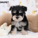 슈나우펫 이미지