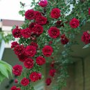 장미목장 이미지