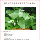 효소 - 생강나무 잎 효소 담그기 이미지