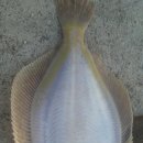 장사항 낚시점 이미지