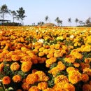 카페 다알리아 이미지