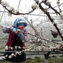 엔젤Ⅰ | 농촌진흥청, 마늘‧양파 깊이거름주기 현장 보급 확대 / 꽃 일찍 피는 플럼코트·자두·살구, 안정적인...