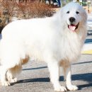 파트라슈 이미지