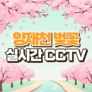 반지산근린공원 CCTV | 양재천 벚꽃 실시간 CCTV 2026, 개화시기·주차·축제 헛걸음 없이 가는 법