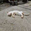 씨맨서프하우스 이미지