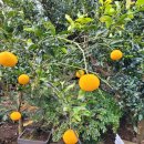 은빌레식당 이미지