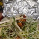 부어치킨 단양매포점 | 매포 한라치킨 내돈 내산 찐후기!!!