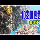 맵사리 10초에 만원어치 쓸어담기^^ 돌볼락?개볼락 수중촬영 입니다. 이미지