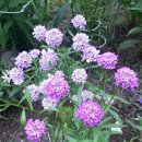 이베리스 이미지