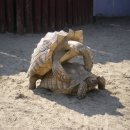 거북이네 이미지